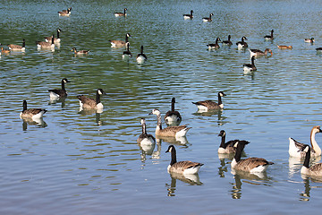 Image showing wild geese