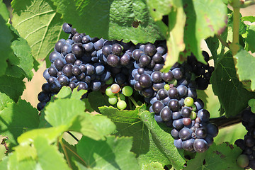 Image showing bunch of grapes