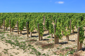 Image showing Vine