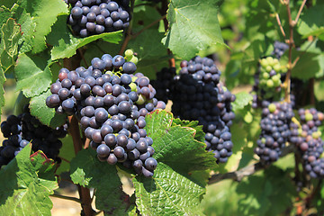 Image showing bunch of grapes