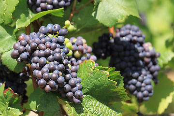 Image showing bunch of grapes