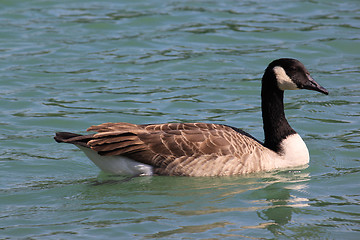 Image showing wild geese