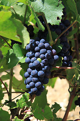 Image showing bunch of grapes