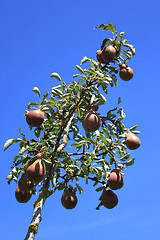 Image showing Pear