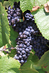 Image showing bunch of grapes