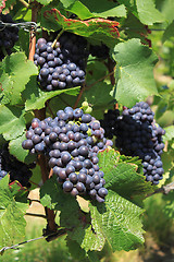 Image showing bunch of grapes