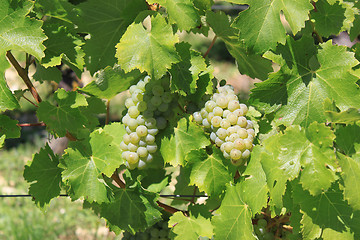 Image showing bunch of grapes