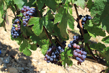 Image showing bunch of grapes