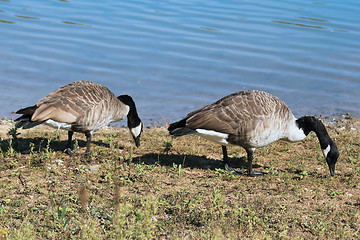 Image showing wild geese