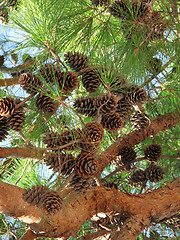 Image showing coniferous tree branch with cones