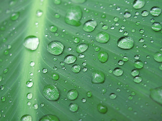 Image showing green leaf with water drops