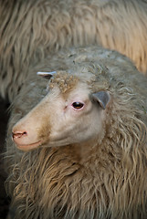 Image showing Sheep