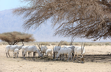 Image showing Oryx herd