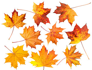 Image showing Set of Autumn leaves, isolated.