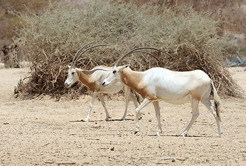 Image showing Scimitar Oryx