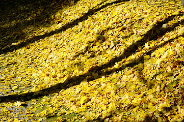 Image showing Autumn leaves.