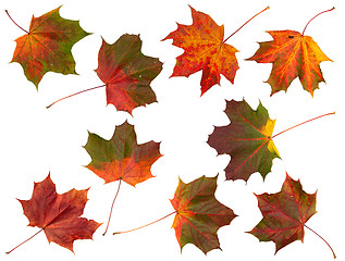 Image showing Set of Autumn leaves, isolated.