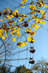 Image showing Autumn leaves.