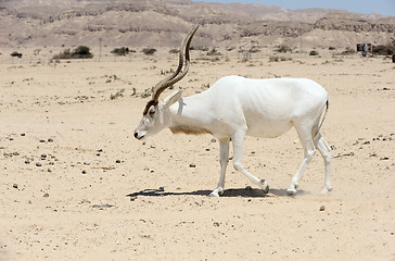 Image showing Screwhorn antelope