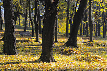 Image showing Autumn leaves.