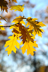 Image showing Autumn oak leaves.