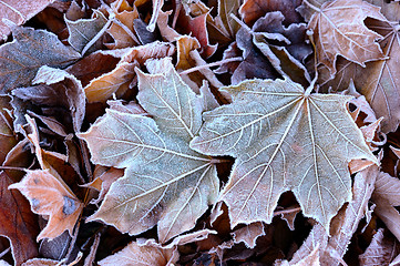 Image showing Frost on the fallen leaves