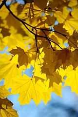 Image showing Autumn leaves.