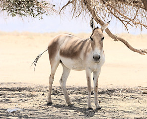 Image showing Onager