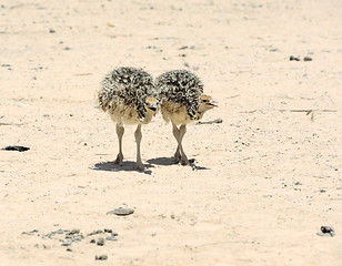 Image showing Two african ostrich chick 