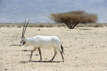 Image showing Oryx
