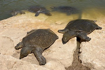 Image showing Nile Soft-shelled Turtle (Trionyx triunguis)