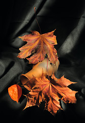 Image showing Still life with autumn leaves and phisalis