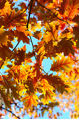 Image showing Autumn leaves.