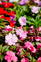 Image showing Flowers in garden 