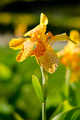 Image showing Fresh bright yellow orchid