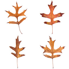 Image showing Four fall leaves