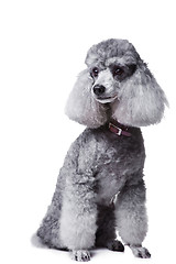 Image showing small gray poodle