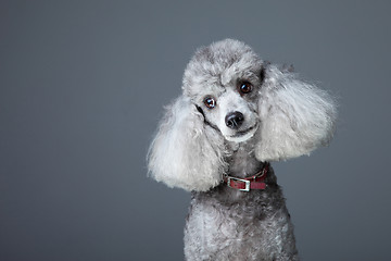 Image showing small gray poodle