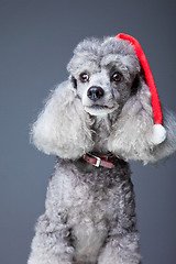 Image showing Christmas poodle dog