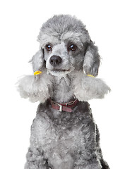 Image showing small gray poodle