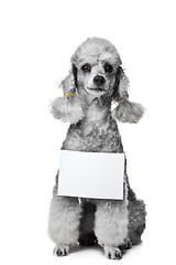 Image showing gray poodle dog with tablet for your text