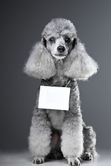 Image showing gray poodle dog with tablet for your text