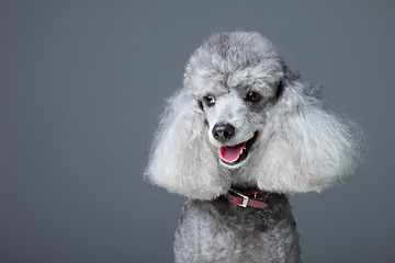 Image showing small gray poodle