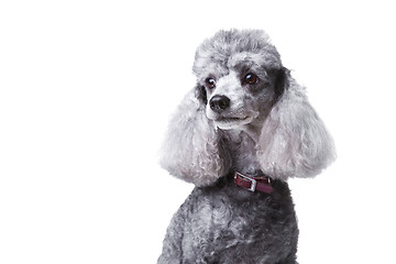 Image showing small gray poodle