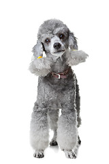 Image showing small gray poodle