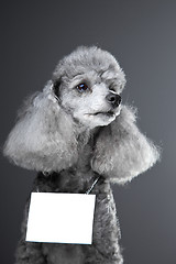 Image showing gray poodle dog with tablet for your text