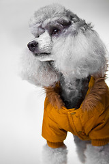 Image showing gray poodle with fashionable jacket