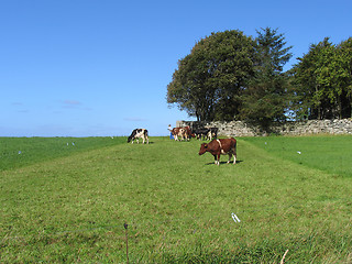 Image showing Cows on the field