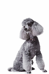 Image showing small gray poodle