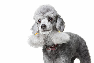 Image showing small gray poodle